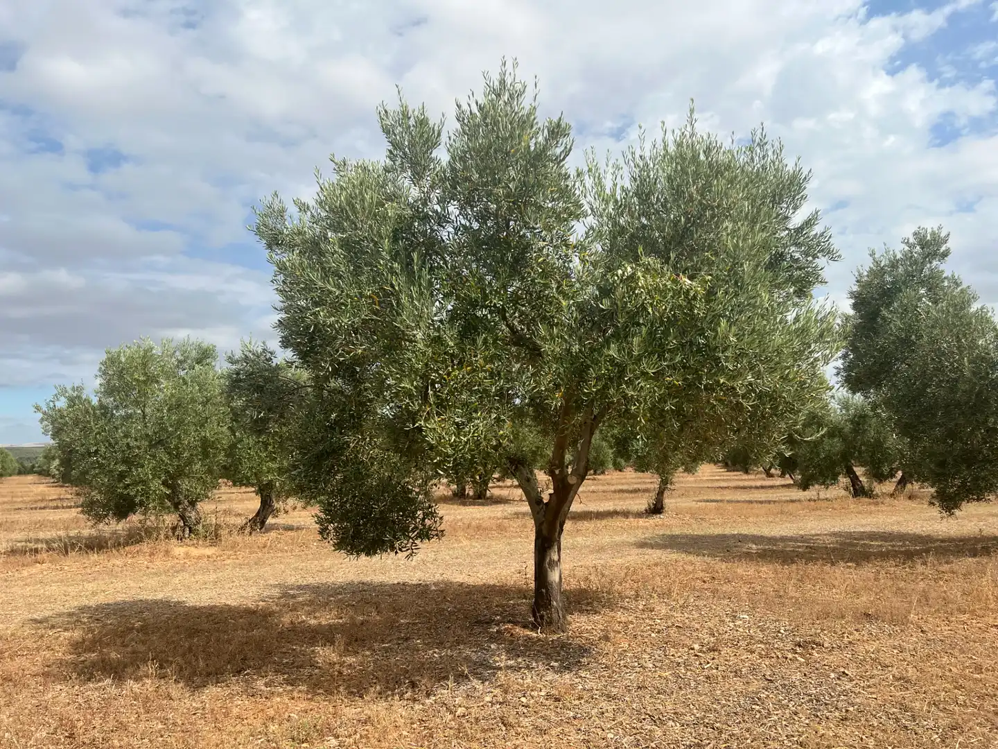 Jardín de Terreno en venta en Estepa