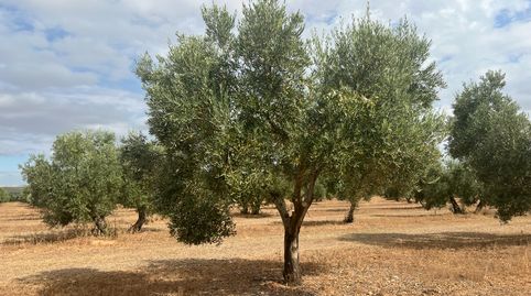 Foto 4 de Terreno en venta en Calle Molinos, 3, Estepa, Sevilla