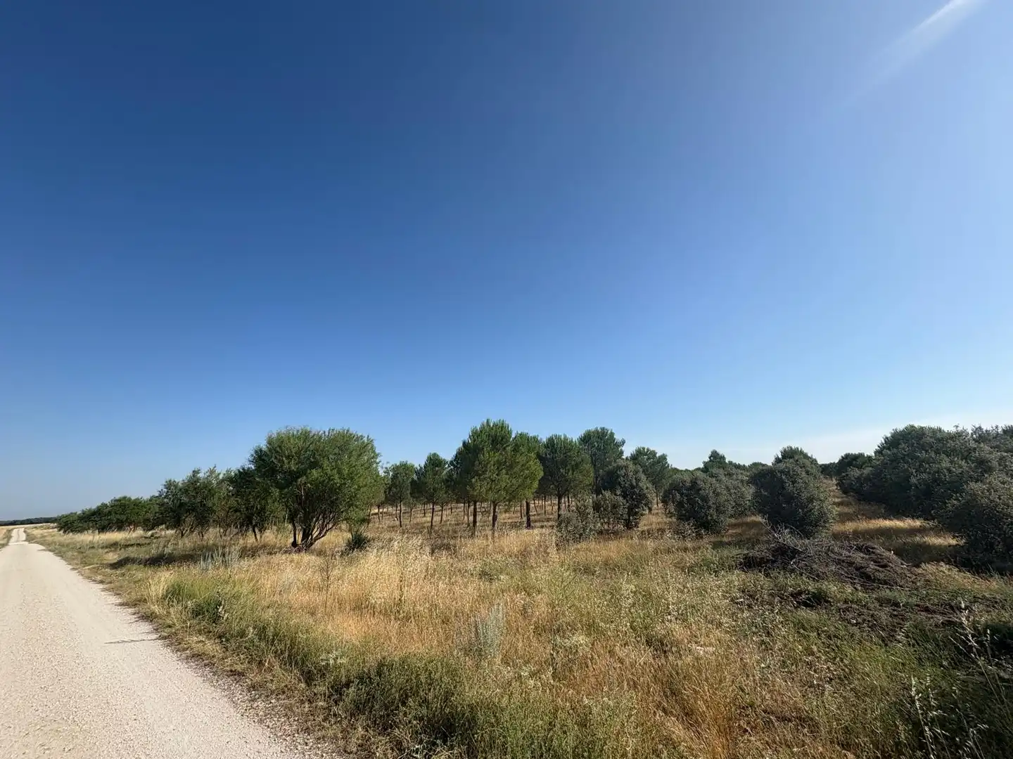 Terreno en venta en Cogeces del Monte