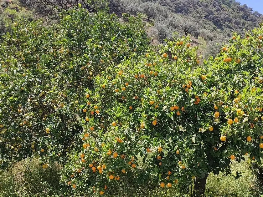 Jardín de Terreno en venta en Málaga
