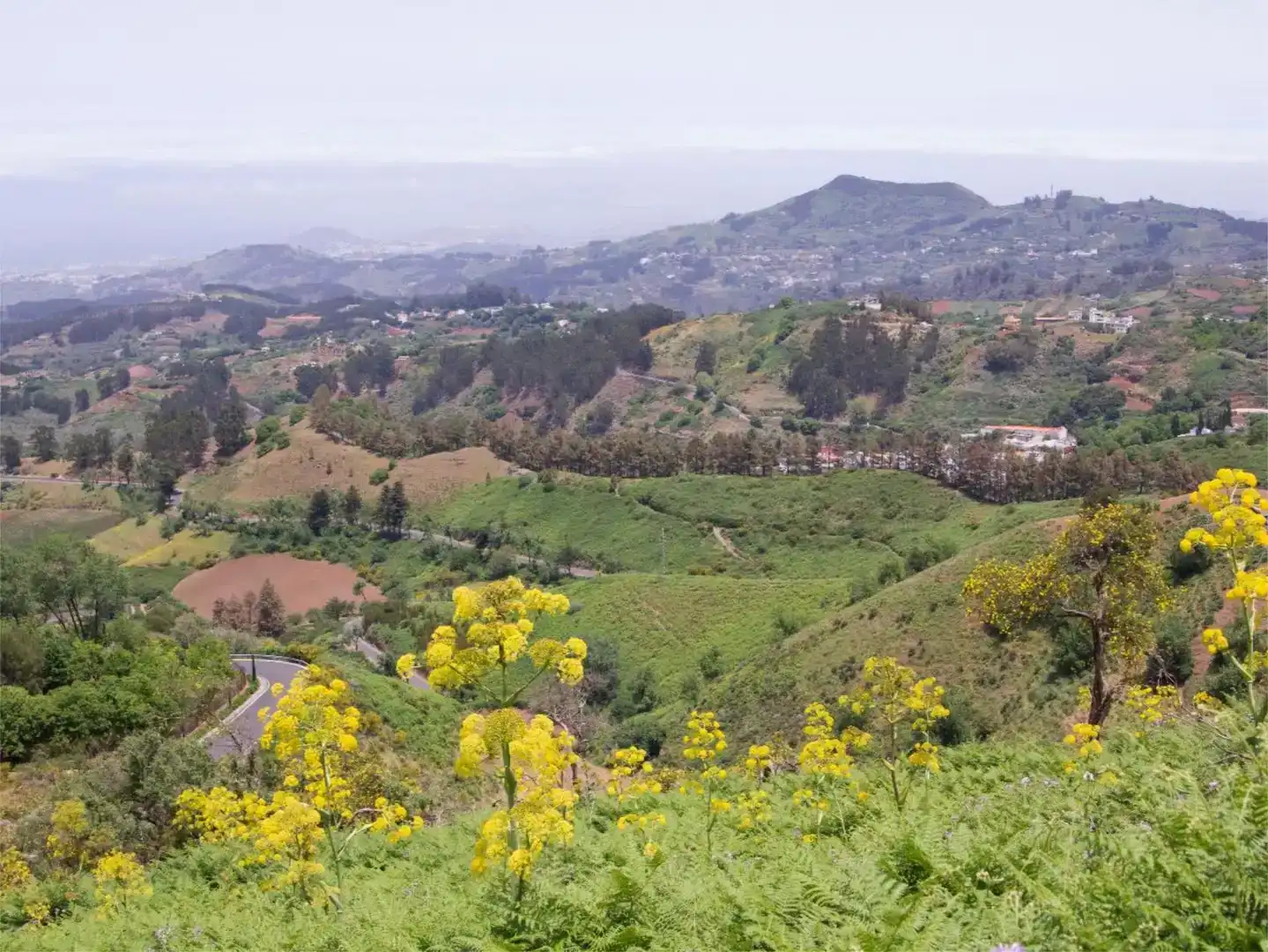 Vista exterior de Finca rústica en venda en Moya (Las Palmas)