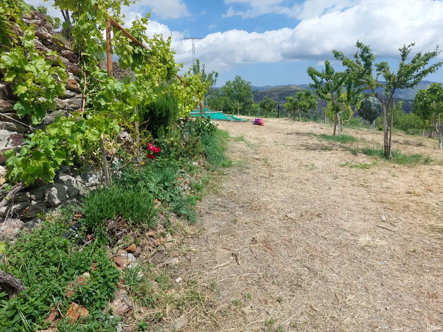 Land for sale in Pórtugos