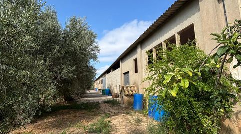 Finca rústica situada en el término municipal de Ascó