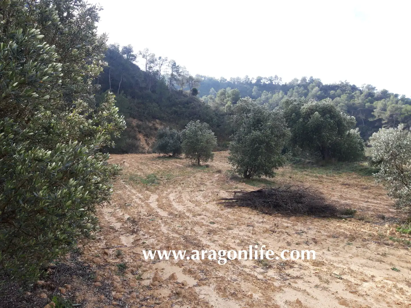 Finca rústica en venta en Batea