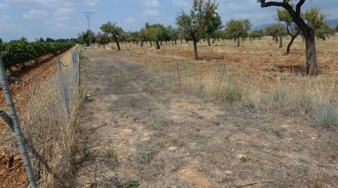 Foto 3 von Grundstücke zum Verkauf in Camino Sa Cabana, Binissalem, Illes Balears