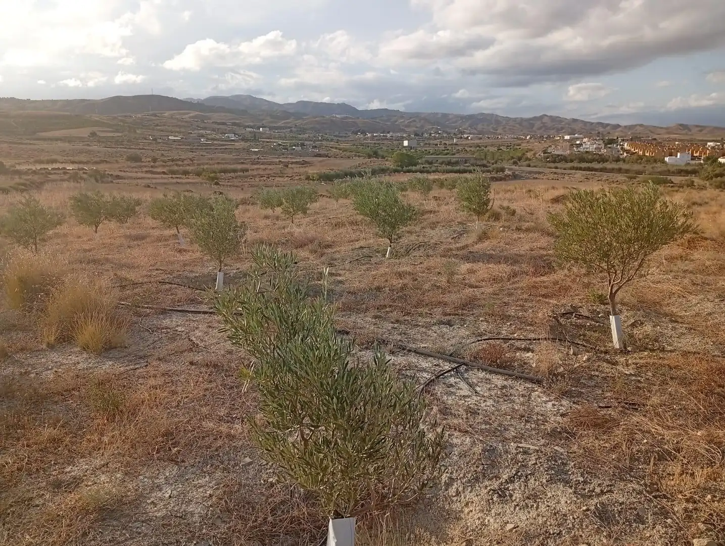Terrenys i solars en venda a Los Gallardos, imagen 16