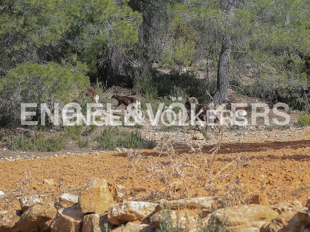 Maison rustique avec piscine à vendre à Ayora, imagen 59