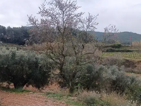 Rustikales Grundstück zum Verkauf in Rebato 1, imagen 4