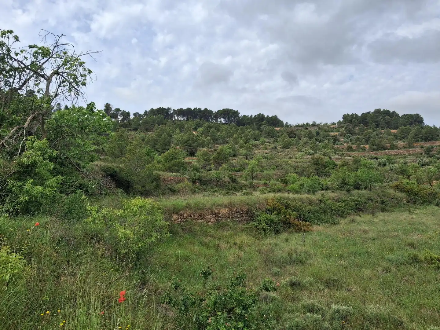 Rural land for sale in Gandesa, imagen 27