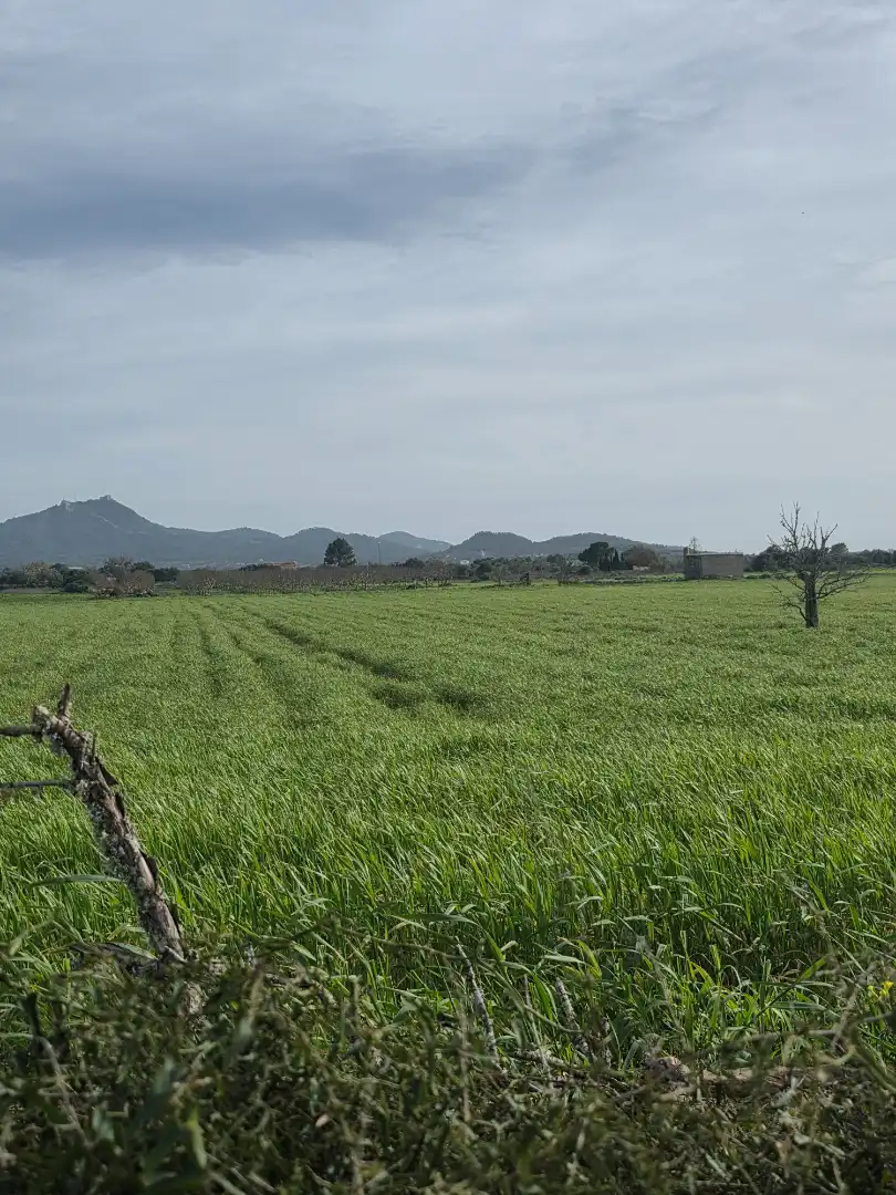 Residential land for sale in Felanitx Poble, imagen 5