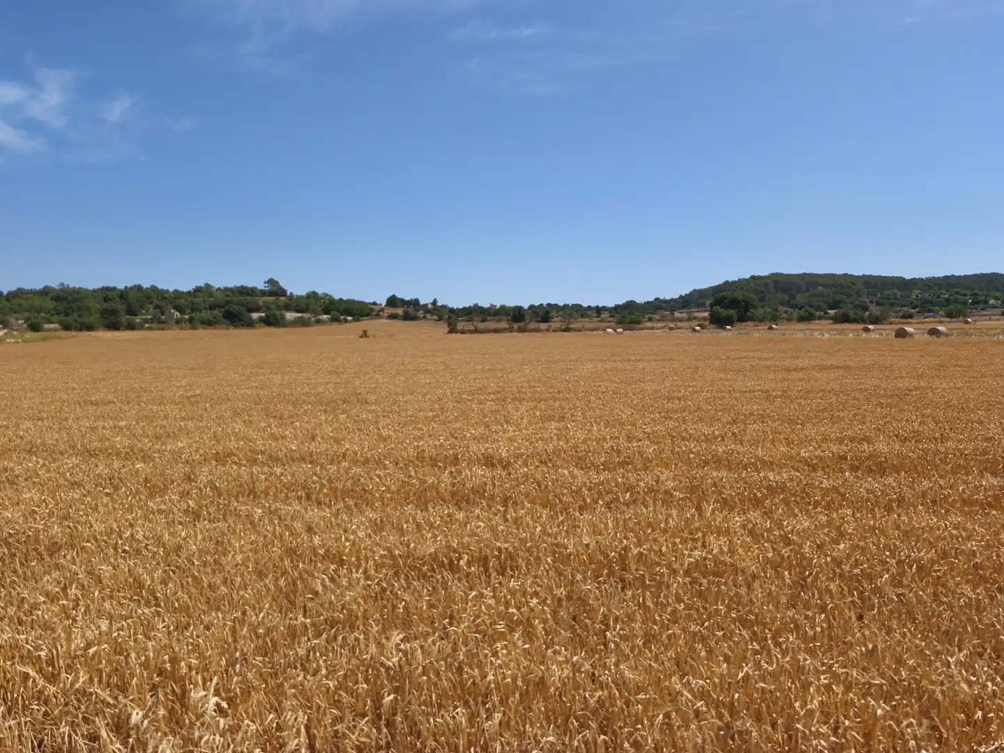 Terreno rustico in vendita a Montuïri, imagen 7