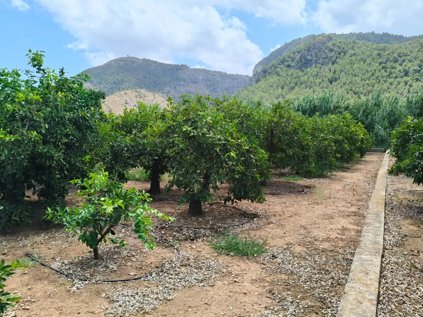 Rural land for sale in Partida Pla 42, imagen 22