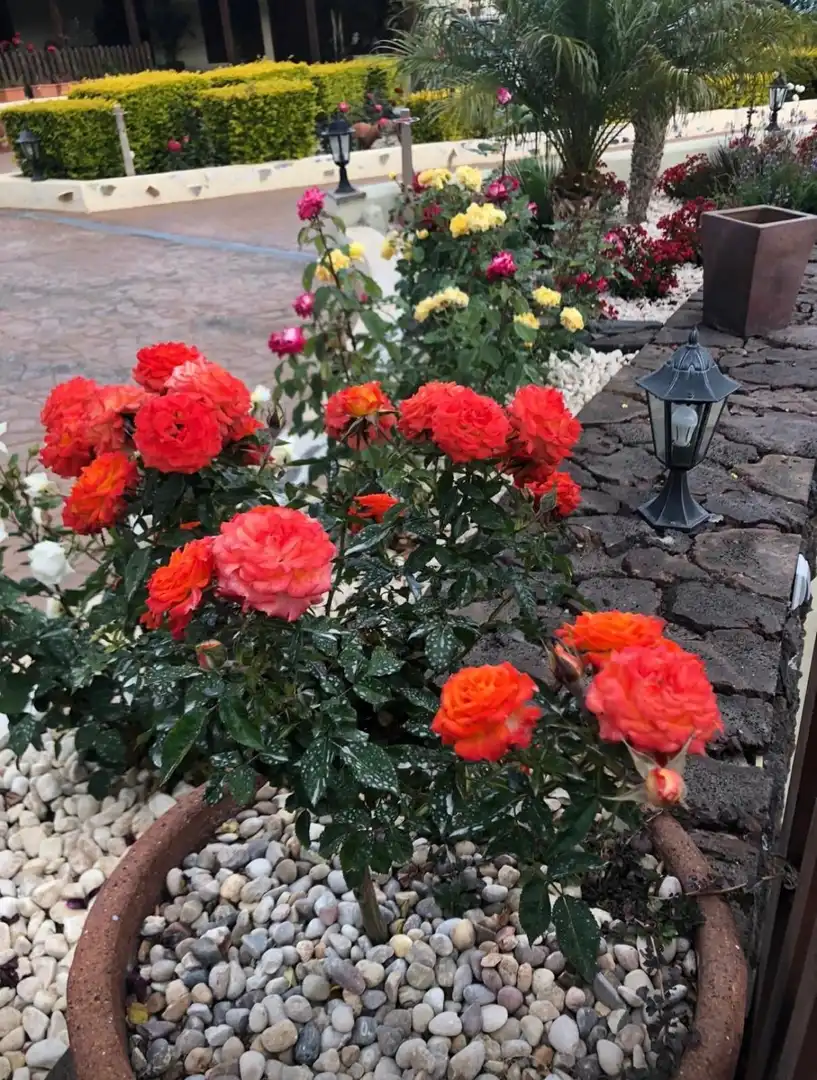 Jardí de Casa o xalet en venda en San Miguel de Abona amb Jardí privat, Traster i Piscina