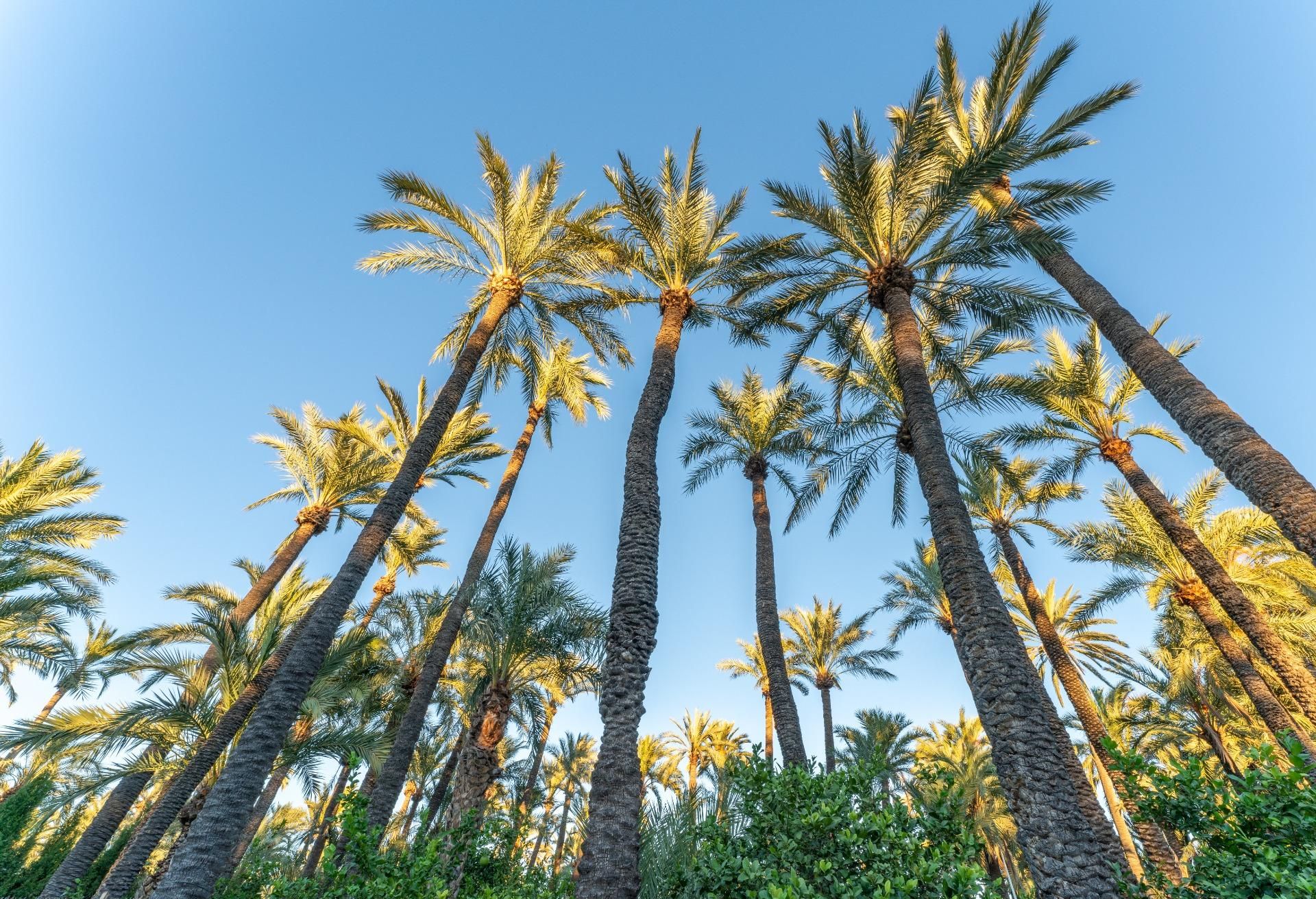 Vista exterior de Casa o xalet en venda en Elche / Elx amb Aire condicionat, Jardí privat i Terrassa
