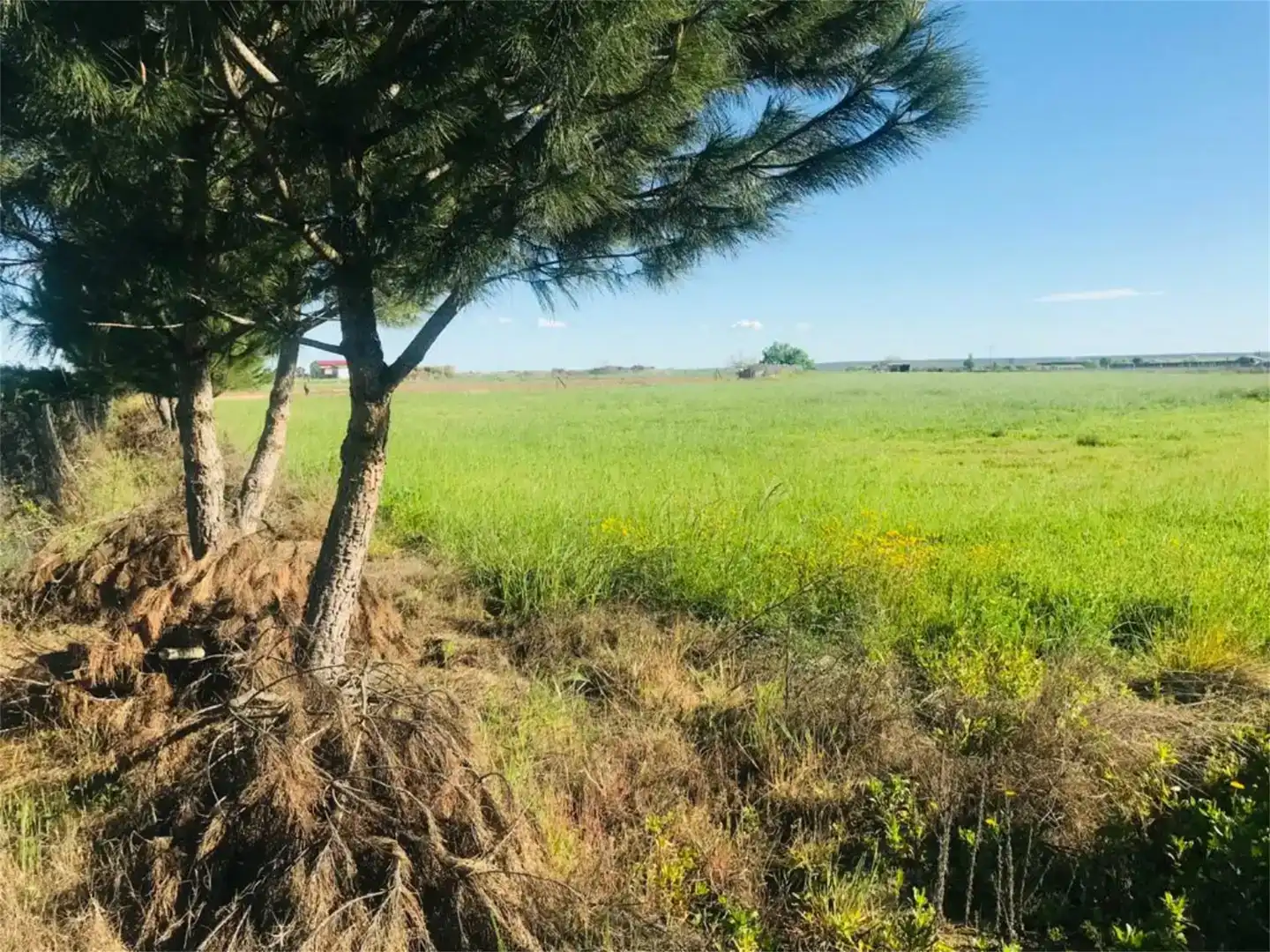 Land for sale in Moraleja