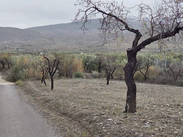 Terreno en Venta en Calle Real, 22 en Abrucena