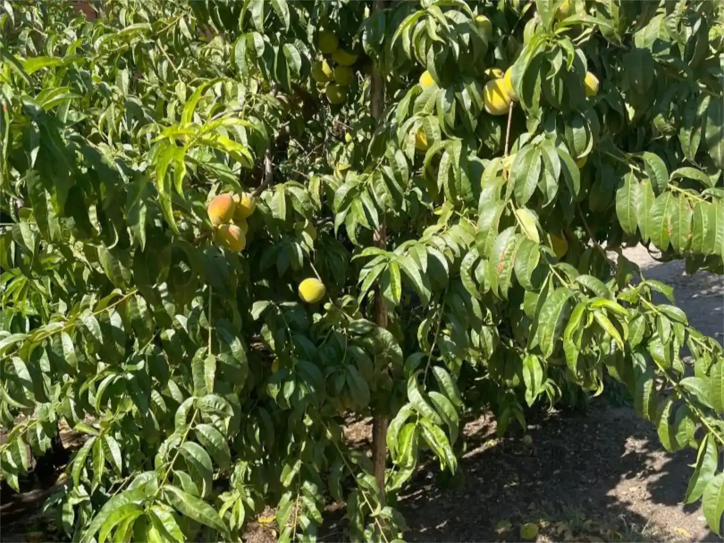 Jardín de Terreno en venta en Burujón
