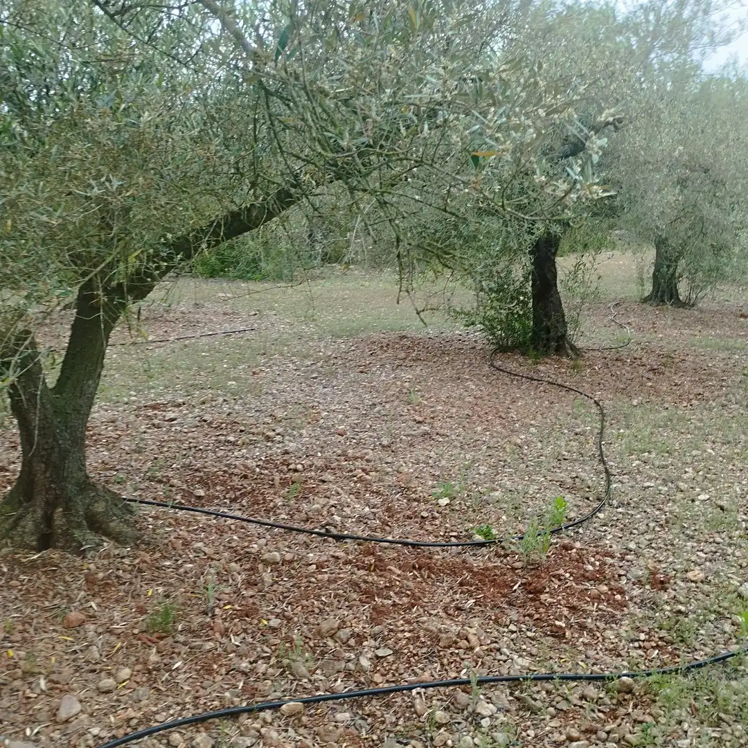 Industrial land for sale in Moncofa
