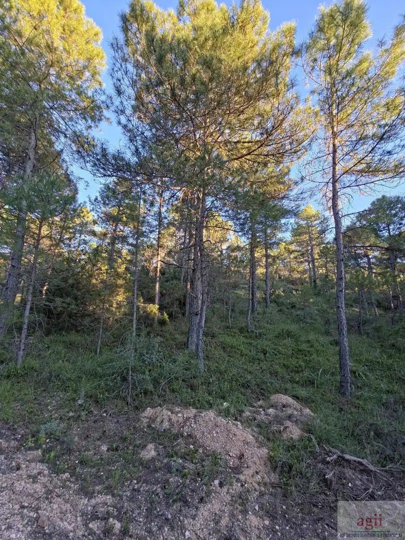 Terrain résidentiel à vendre à Trillo, imagen 2