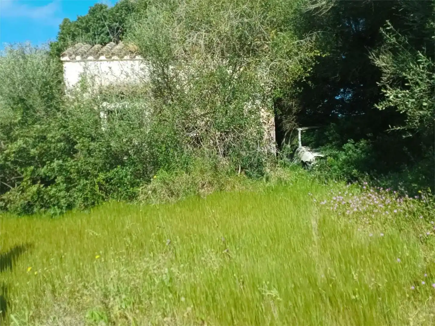 Land for sale in Alaior