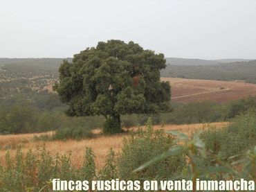 Terreny rústic en venda a Abenójar