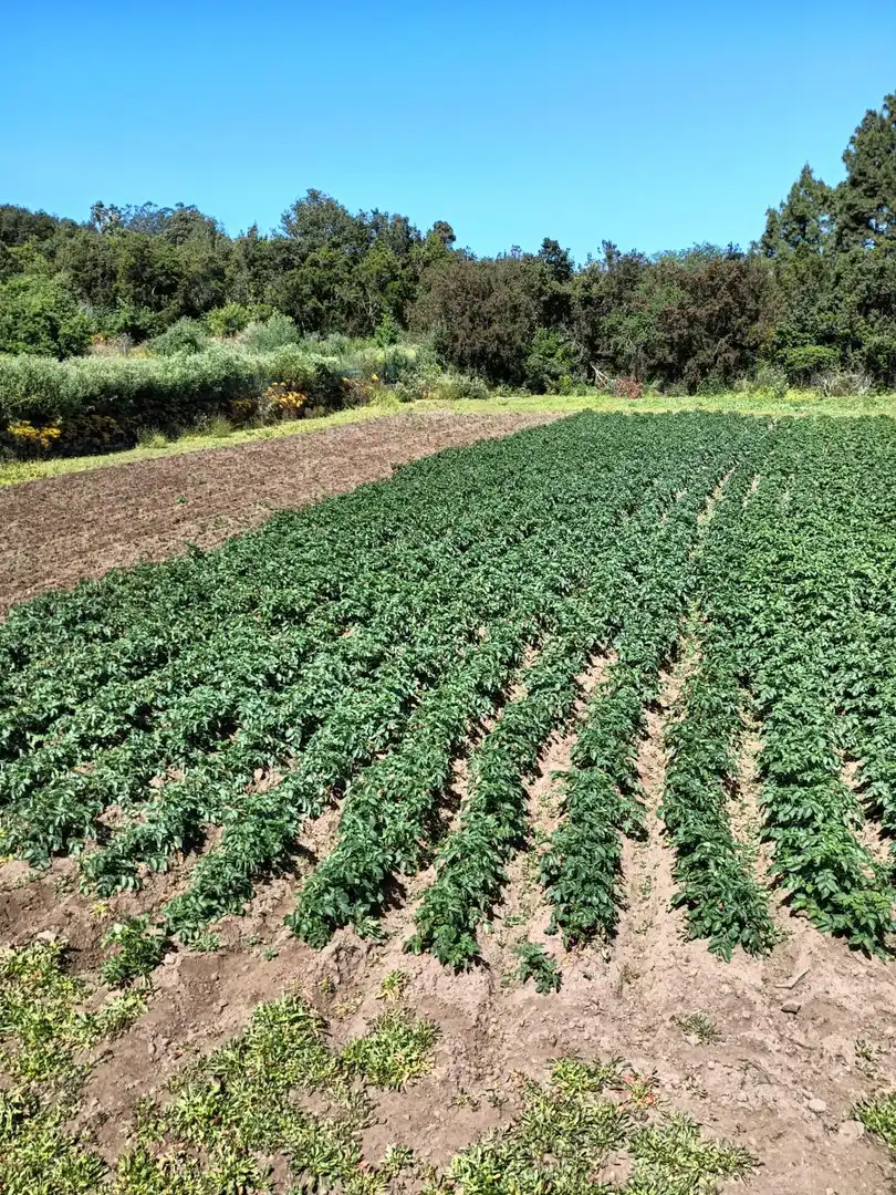 Finca rústica en venta en Garachico