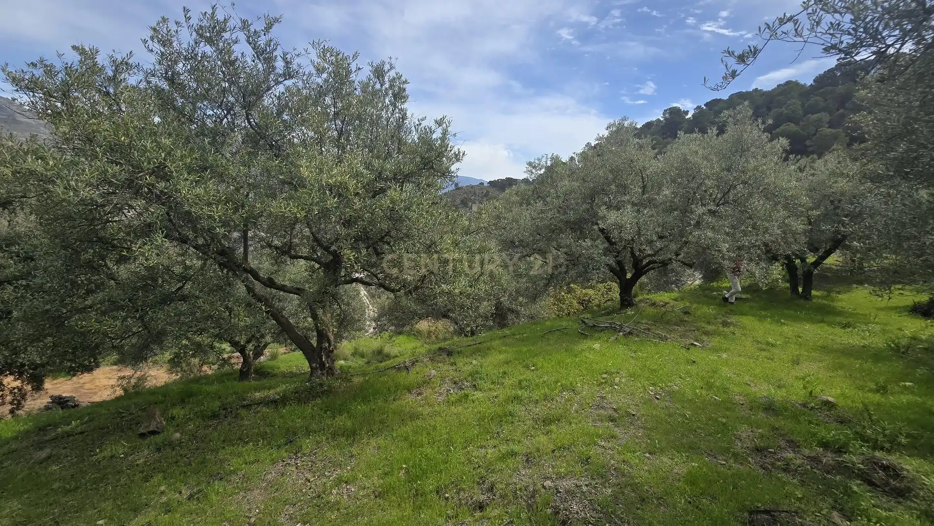 Terreno rustico in vendita a Polígono 11 Parcela 307 EL CERRILLAR. LOS GUAJARES (GRANADA), imagen 4
