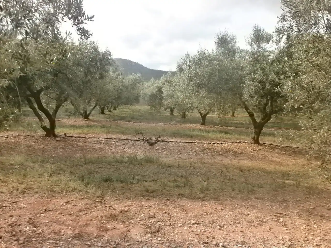 Terreny rústic en venda a Avinguda de Reus, imagen 2