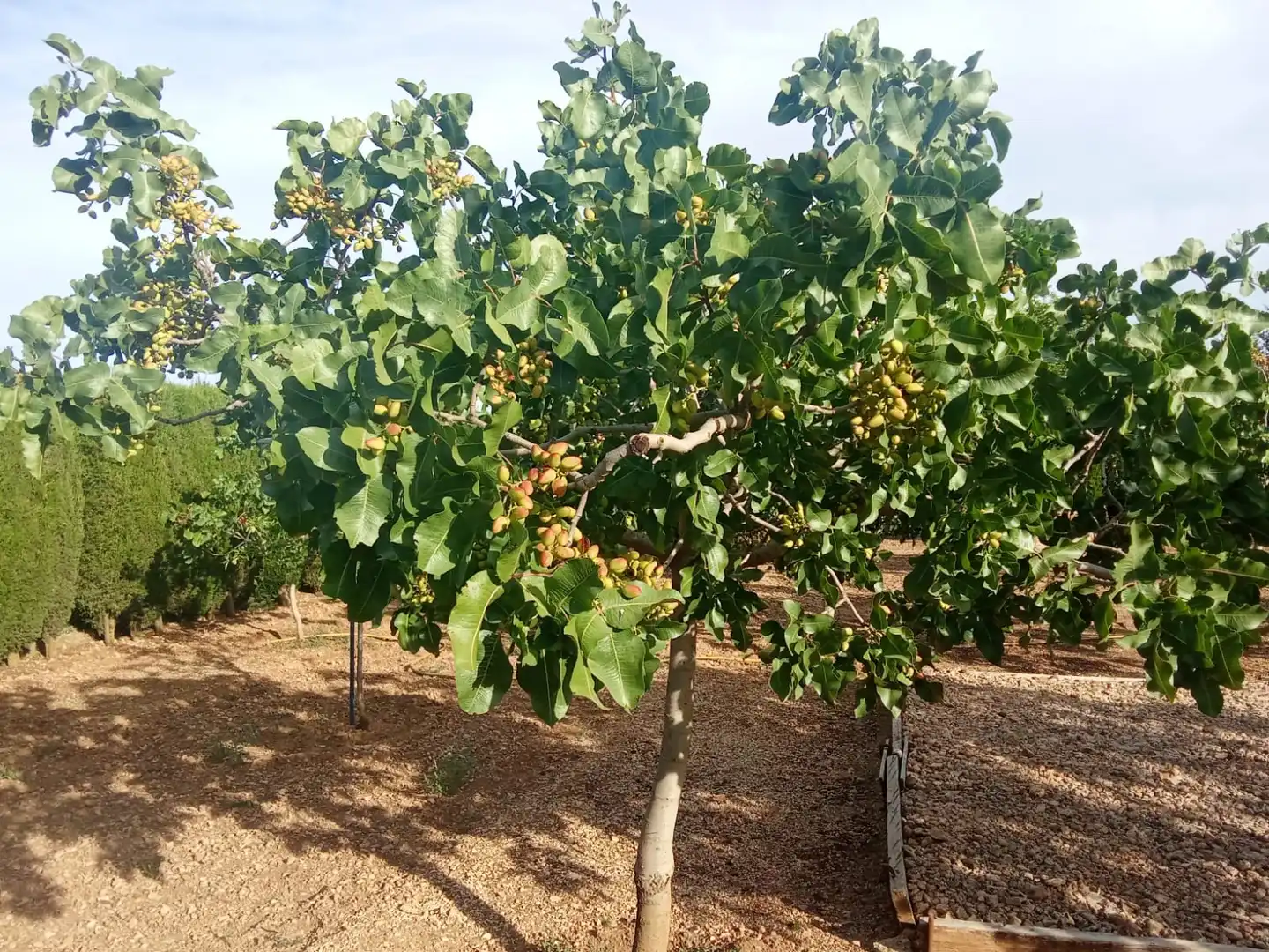 Jardín de Terreno en venta en Ciudad Real