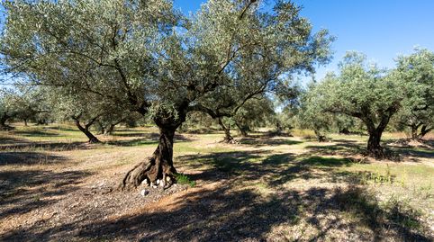 Finca rústica de olivos sin edificación, imatge 2