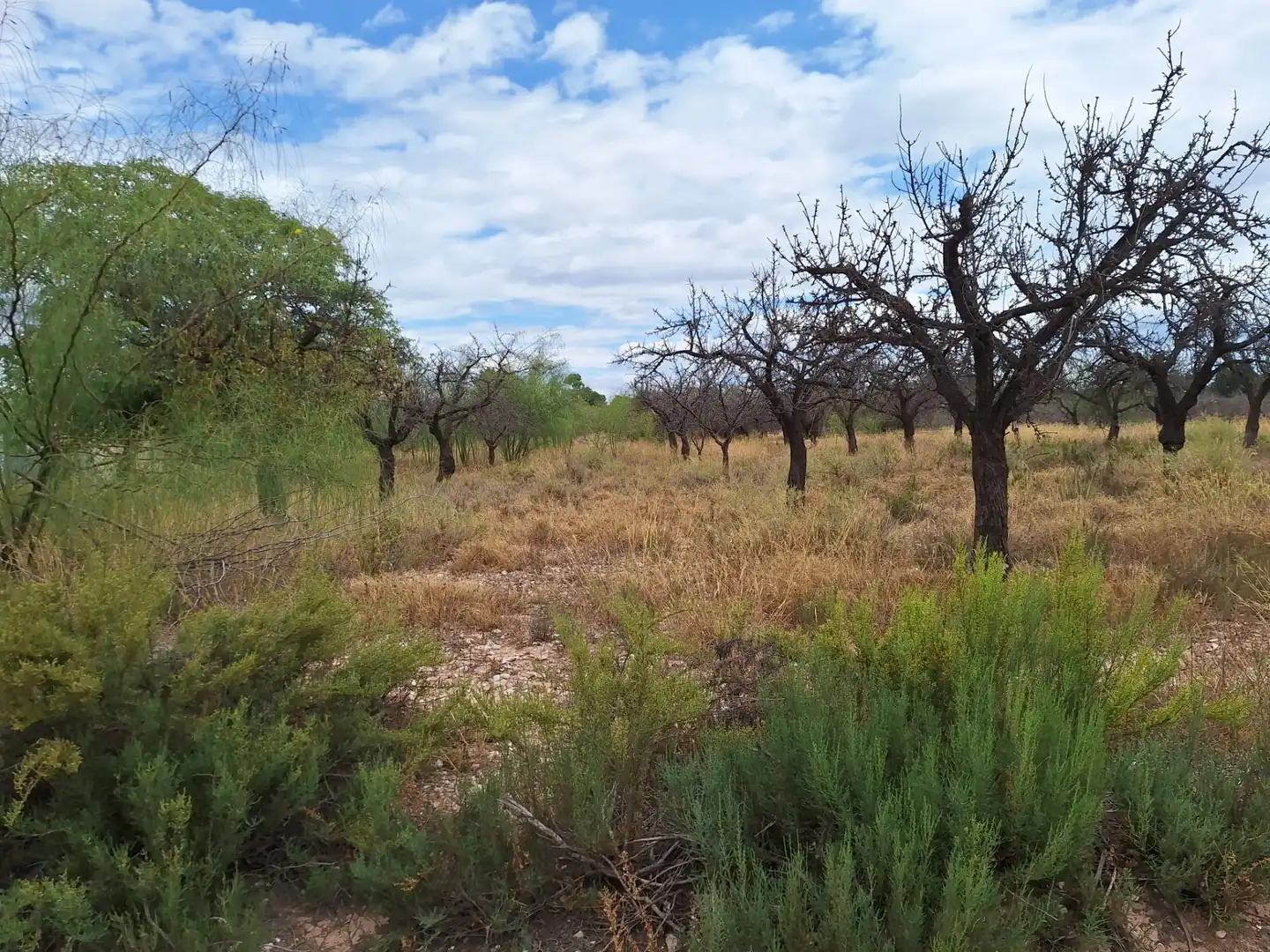 Rural land for sale in Villamontes - Boqueres, imagen 5