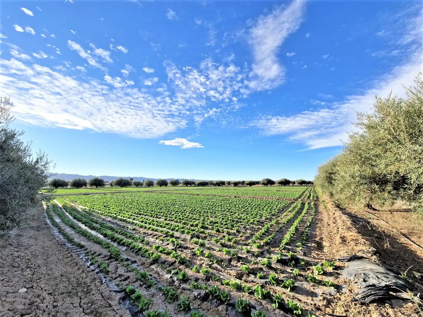 Residencial en venta en Lorca