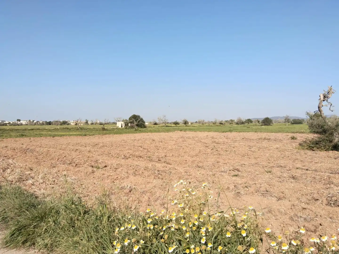 Rustikales Grundstück zum Verkauf in Campos poble, imagen 5