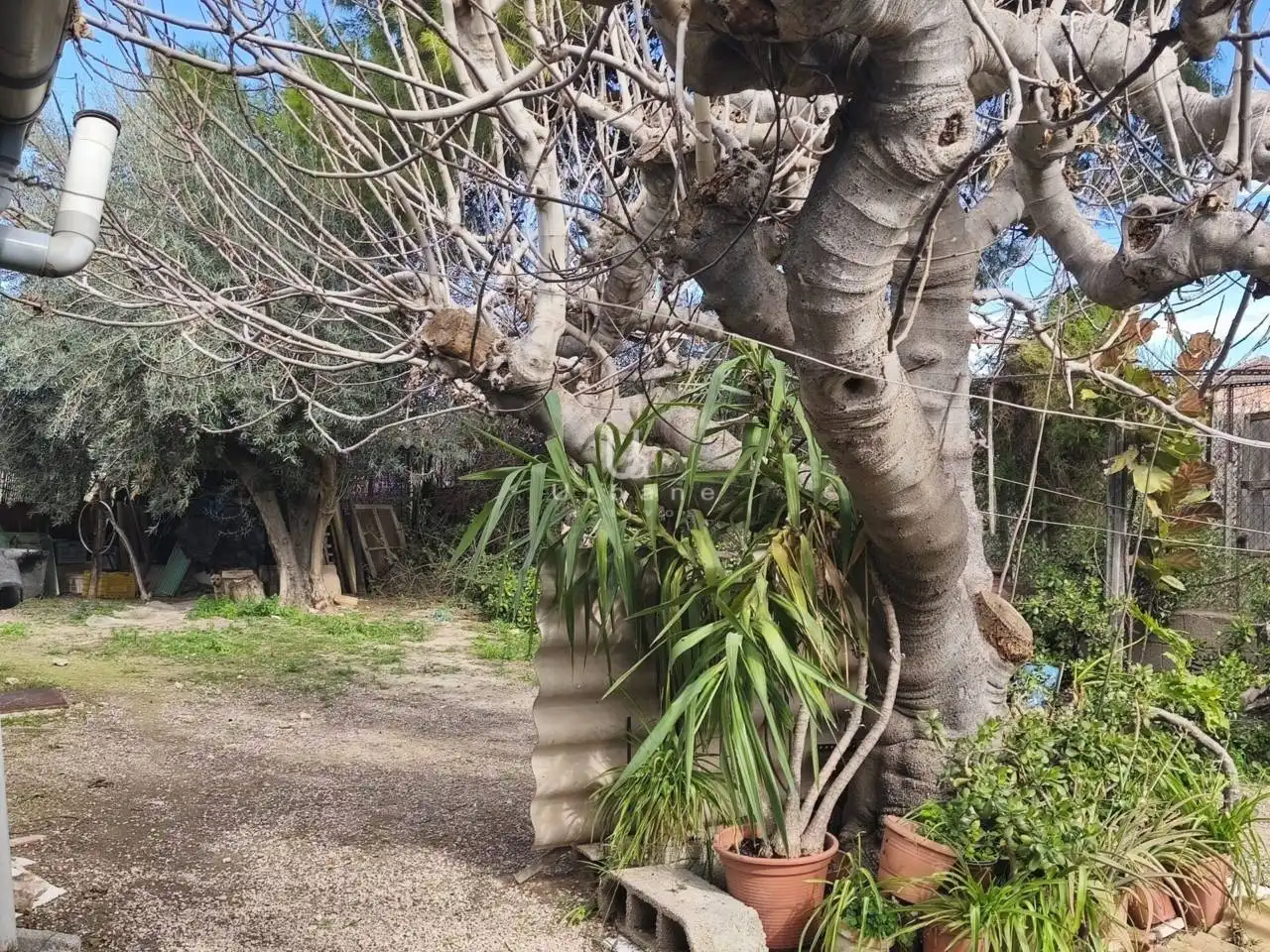 Jardín de Finca rústica en venta en Murcia con Terraza