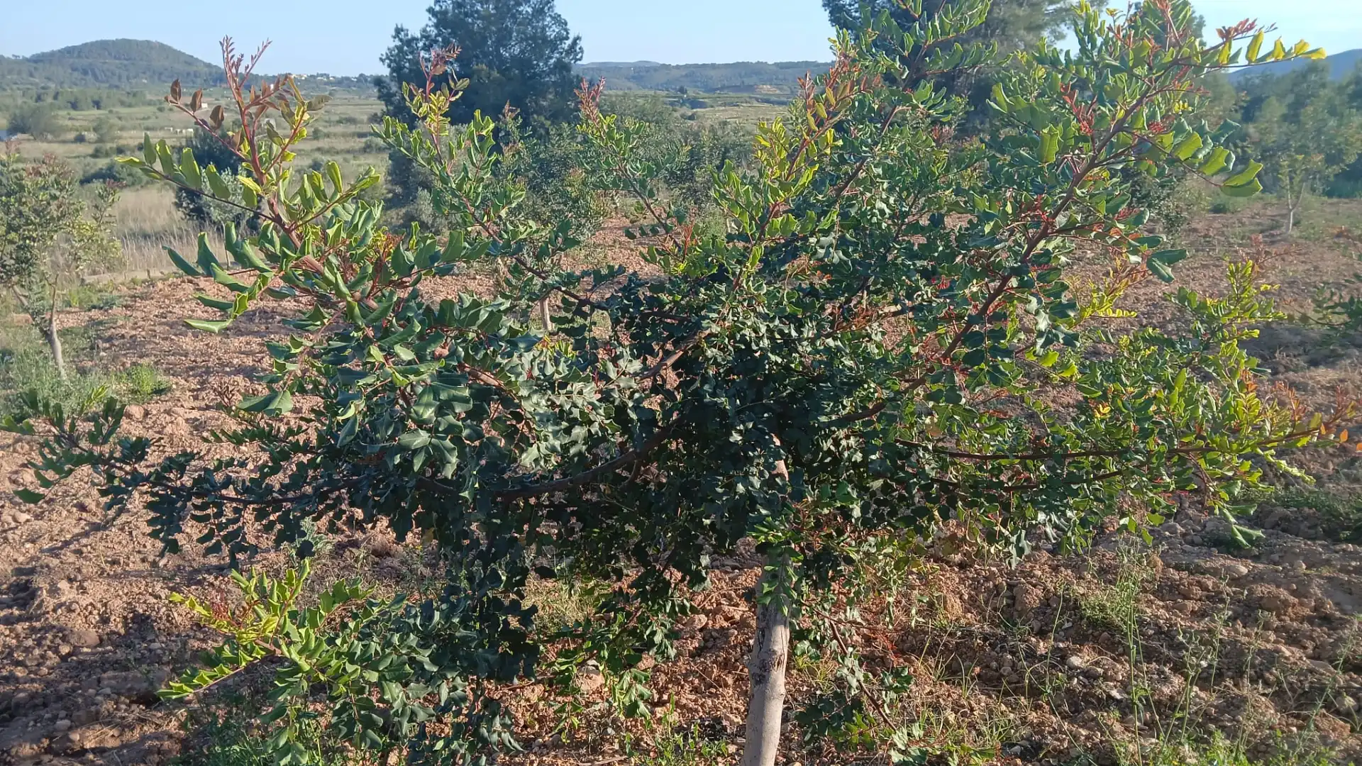 Terreny rústic en venda a Turís, imagen 2