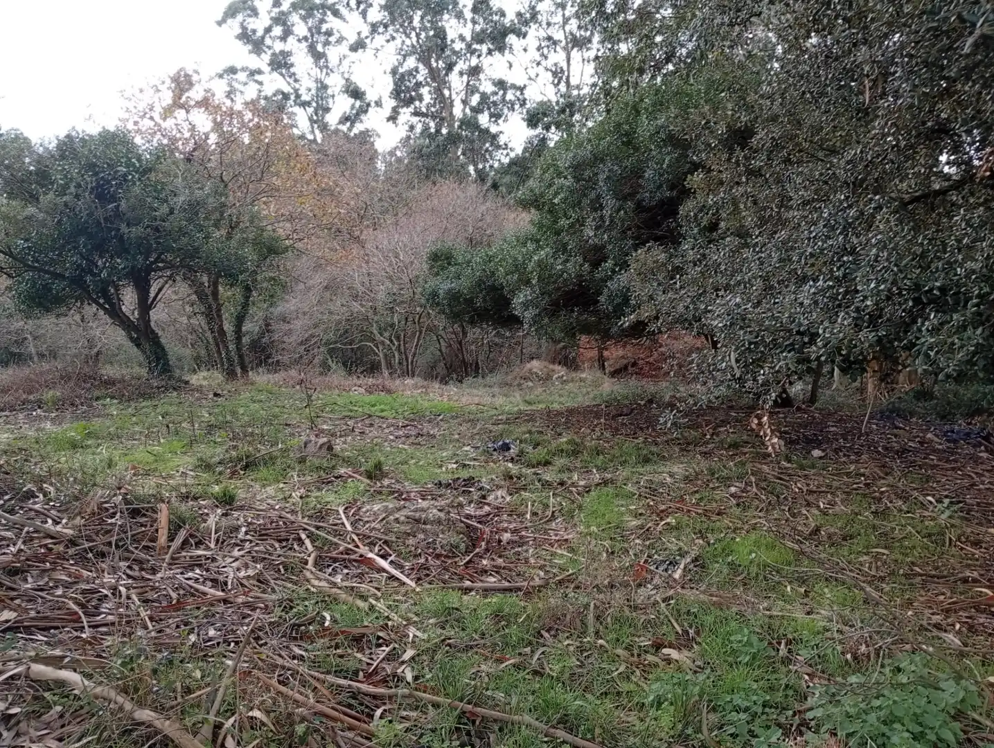 Lands and plots for sale in Cuchía, imagen 7