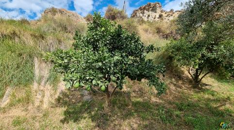 Foto 2 de Terreno en venta en Canjáyar, Almería