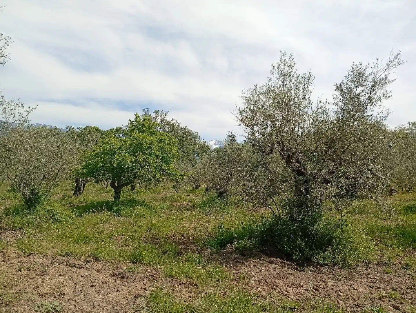 Terreni e lotti in vendita a Villanueva de la Vera, imagen 50