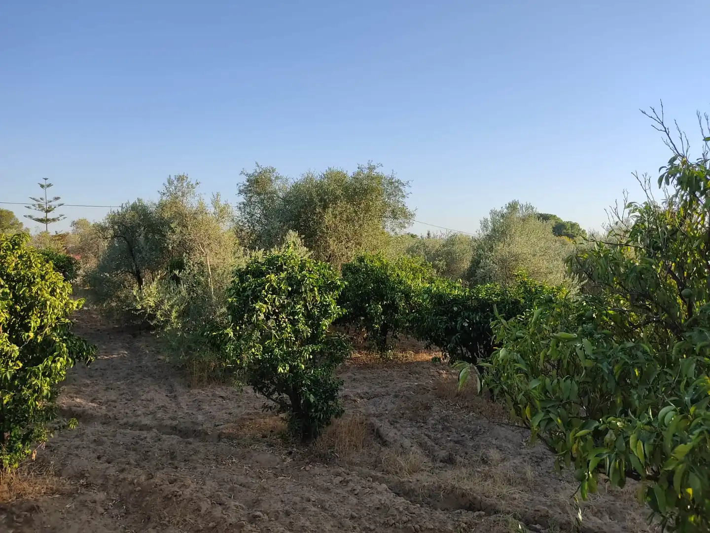 Casa o xalet en venda en Utrera amb Jardí privat i Piscina