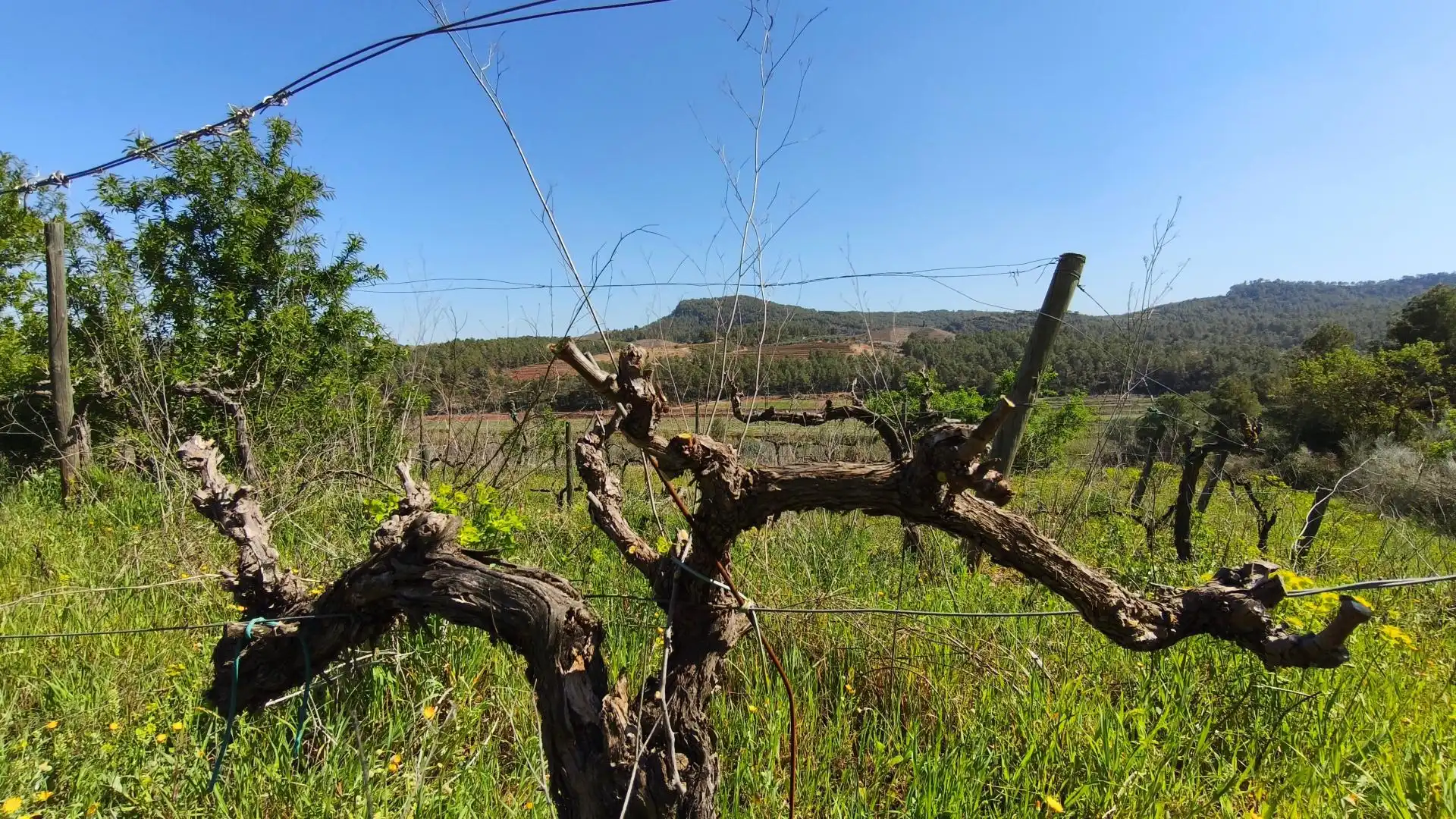 Grundstücke zum Verkauf in El Molar (Tarragona)