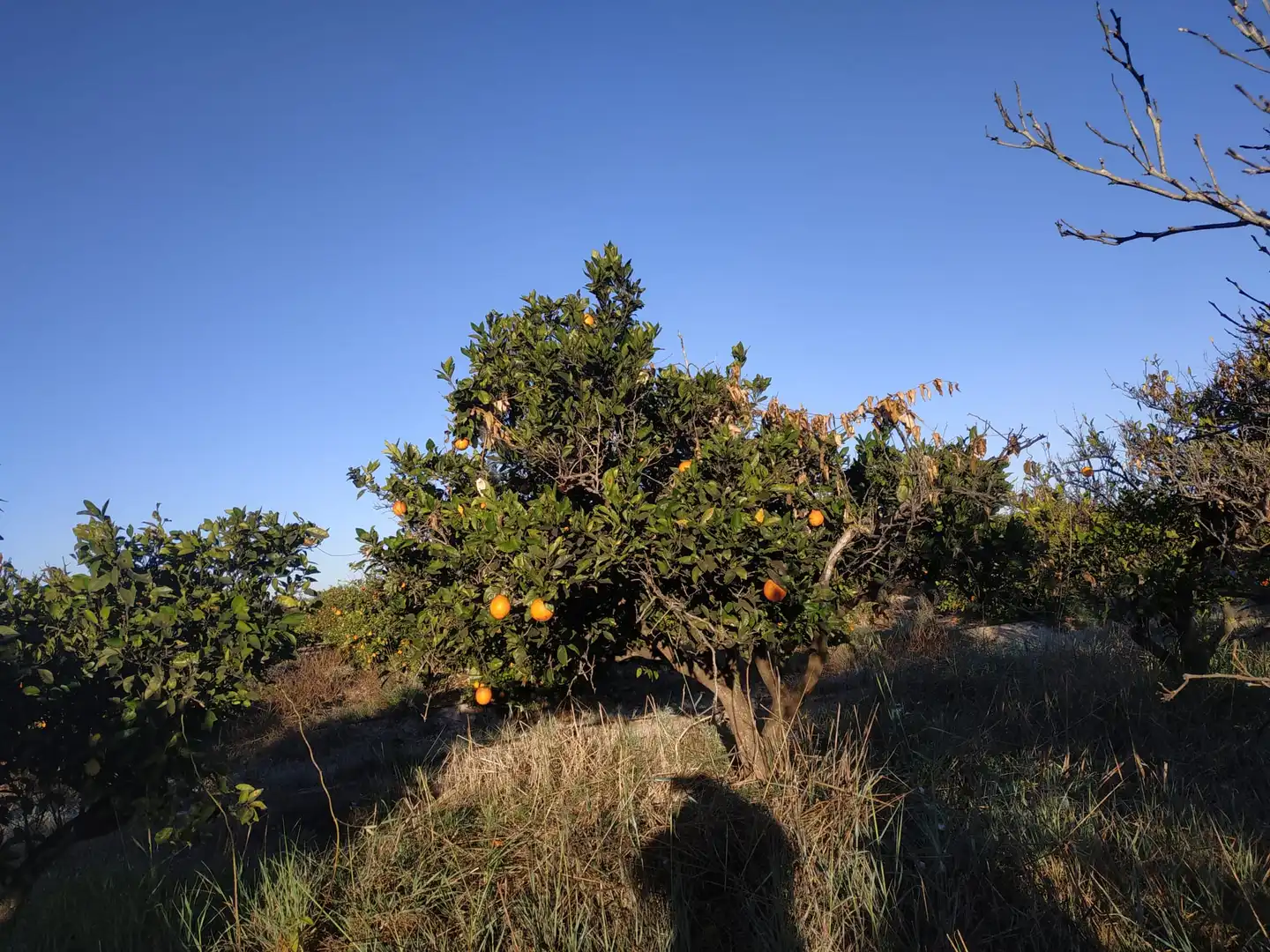 Land for sale in Polígono Número 18, 4, Albalat de la Ribera