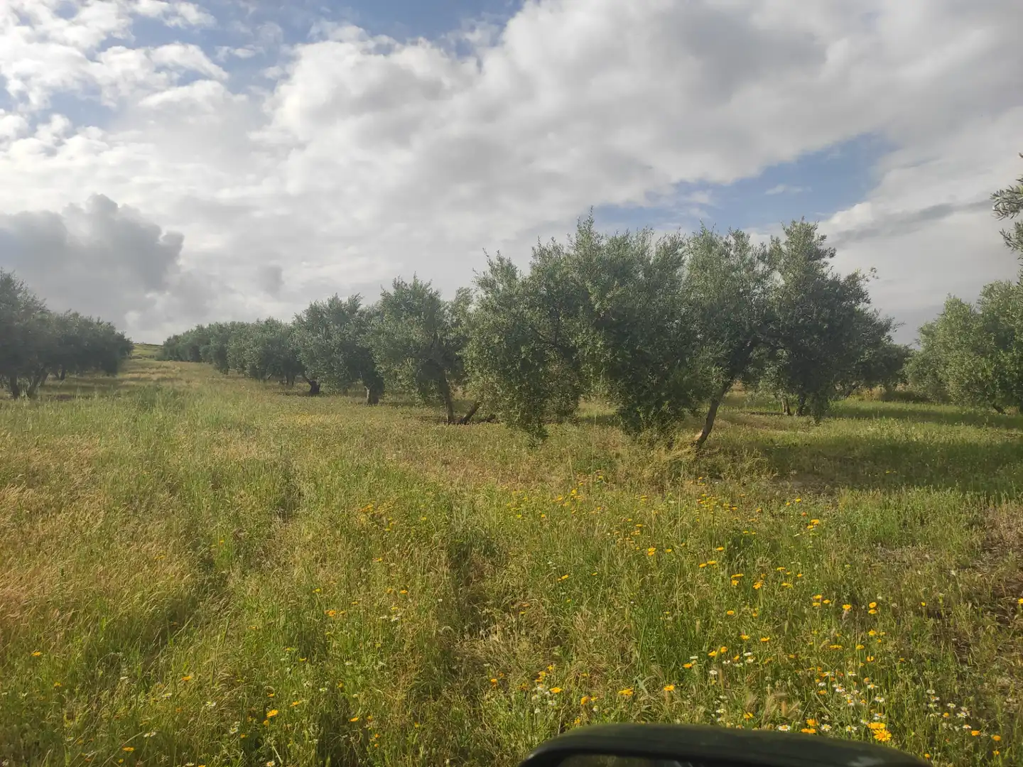 Terrain rustique à vendre à CIUDAD DE BAENA 68