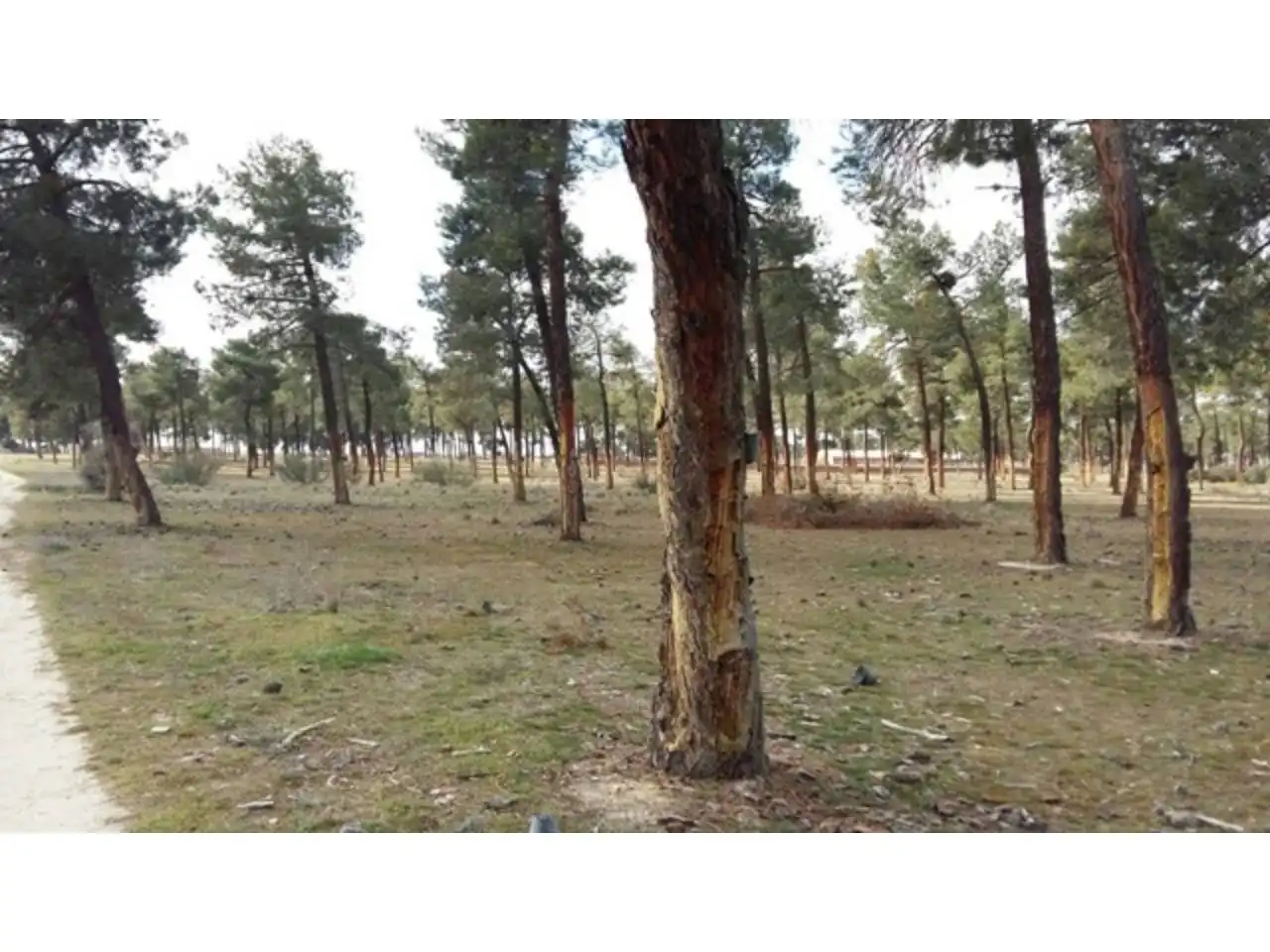 Terreni e lotti in vendita a Tiñosillos, imagen 4