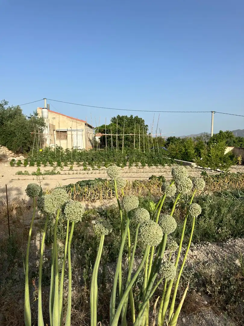 Finca rústica en venta en Somontín