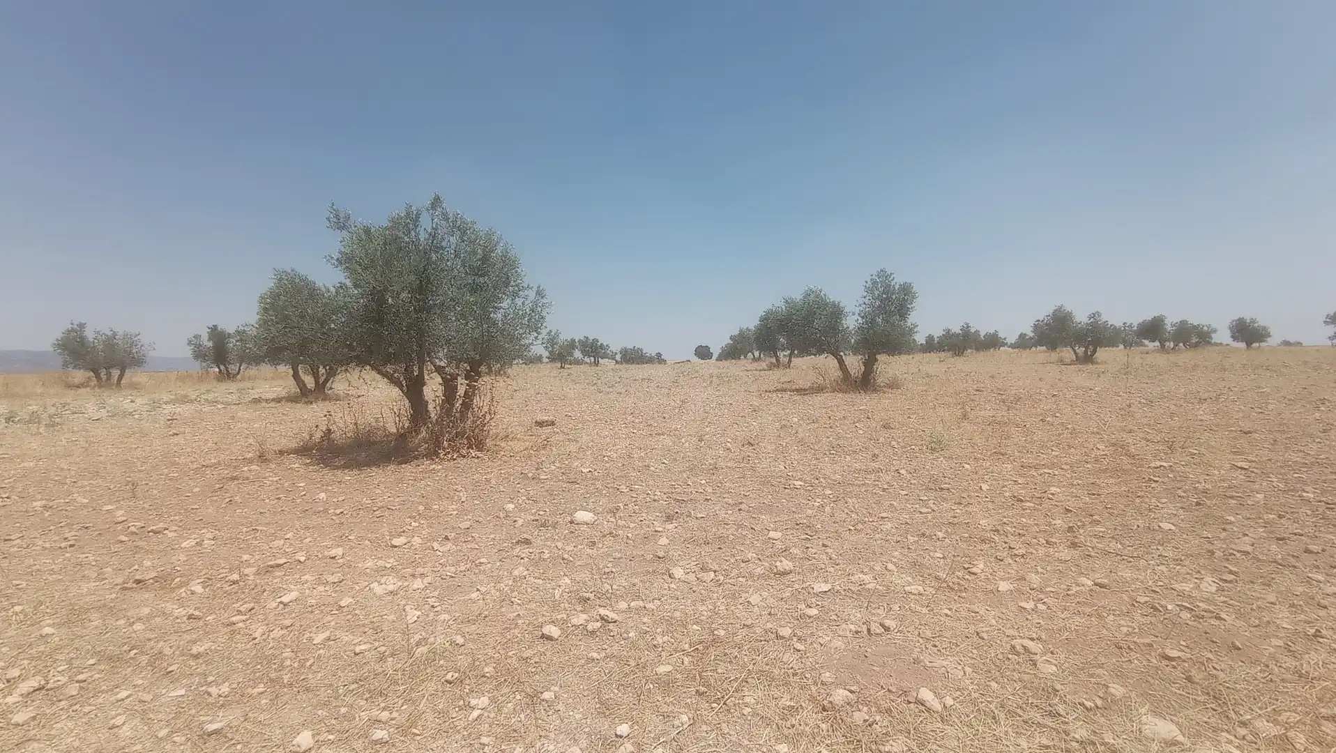 Terreno rústico en venta en Daimiel, imagen 3