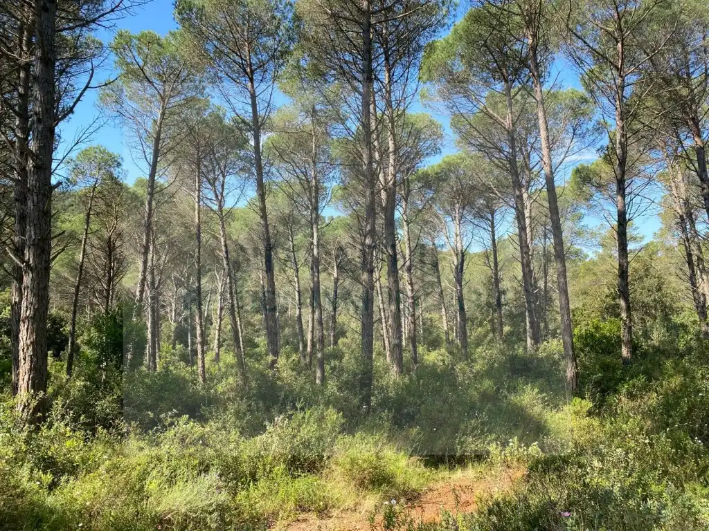 Land for sale in Pals