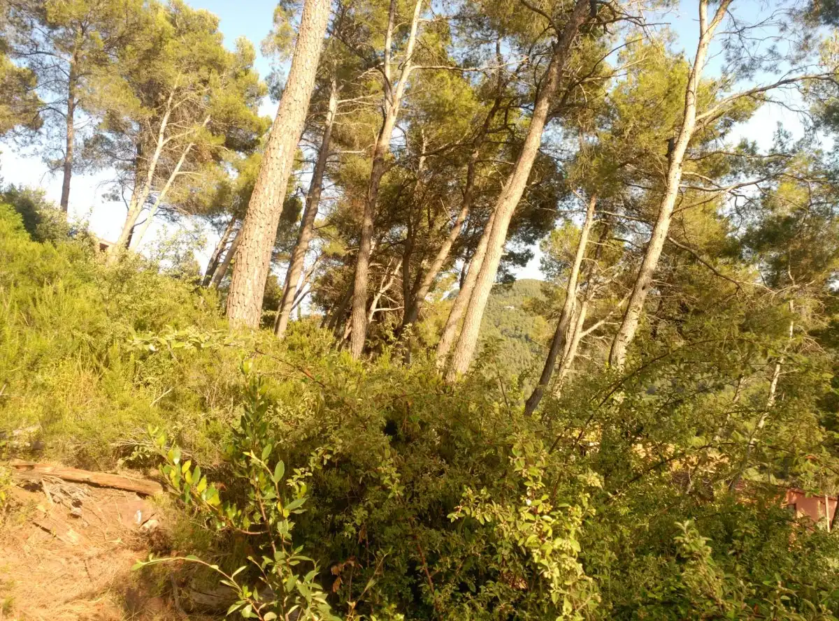 Terreni e lotti in vendita a Corbera de Llobregat, imagen 30