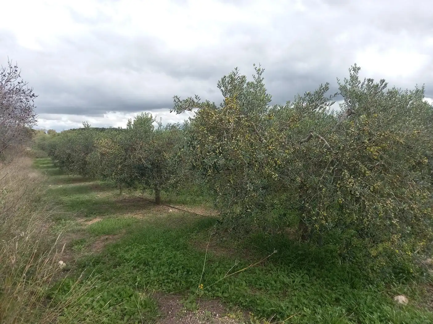 Rural land for sale in El Pinell de Brai, imagen 15