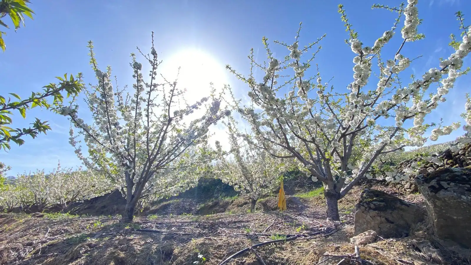 Terreni e lotti in vendita a Casas del Castañar
