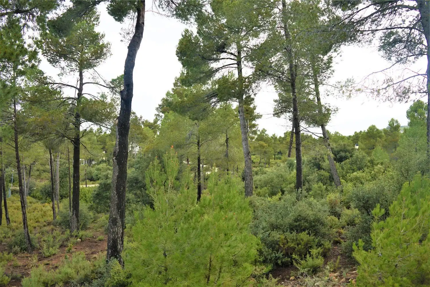 Terreno rústico en venta en Calleja Hontanar 78, imagen 22